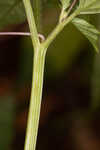 Cutleaf groundcherry